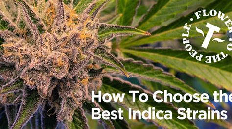 best terrapin strains|Choosing the Best Indica Strains: Terrapins Easy Guide